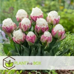 Tulipa Ice Cream - Bloem Bollen X10 - Tulp - Paars Wit -Woonmeubelwinkel e5ee243d1dc149c7b56bd1e16b5ba591