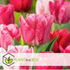 Tulipa Hemisphere - Bloembollen X15 - Tulp - Roze / Wit / Rood 7 Tulipa Hemisphere - Bloembollen X15 - Tulp - Roze / Wit / Rood -Woonmeubelwinkel fc6b0b4a24c1418ea18cd74ff517f0b8