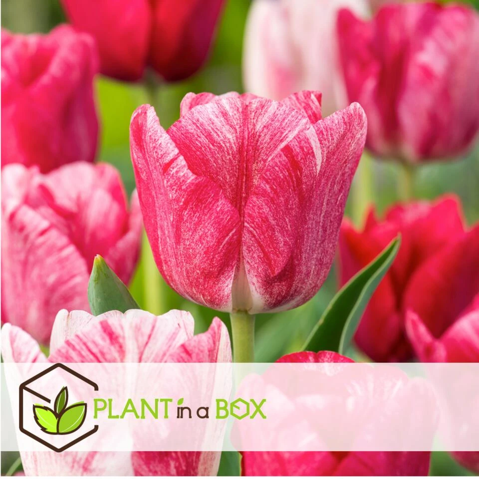 Tulipa Hemisphere - Bloembollen X15 - Tulp - Roze / Wit / Rood 4 Tulipa Hemisphere - Bloembollen X15 - Tulp - Roze / Wit / Rood - Afbeelding 4